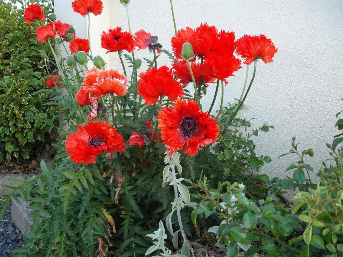 Фото  Maryville Bed and Breakfast Нина 28